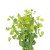 Bupleurum – Bulk Greenery and Filler Flower – Phoenix Arizona