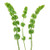 Bells of Ireland – Bulk Green Line Flower – Phoenix Arizona