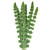 Bells of Ireland – Bulk Green Line Flower – Phoenix Arizona