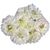 White Green Eyed Anemone – Bulk Flower – Phoenix Arizona