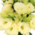 Cream Lisianthus – Bulk Flower – Phoenix Arizona