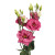 Hot Pink Lisianthus – Bulk Flower – Phoenix Arizona