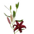 Burgundy Oriental Lily – Bulk Flower – Phoenix Arizona