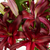 Burgundy Oriental Lily – Bulk Flower – Phoenix Arizona