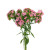 Pink Dianthus – Bulk Flower – Phoenix Arizona