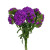 Purple Dianthus – Bulk Flower – Phoenix Arizona