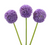 Purple allium globe flowers bulk with round blooms for weddings and floral design in Phoenix Arizona