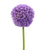 Purple allium globe flowers bulk with round blooms for weddings and floral design in Phoenix Arizona