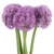 Purple allium globe flowers bulk with round blooms for weddings and floral design in Phoenix Arizona