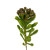 Albigreen Brunia – Bulk Filler – Phoenix Arizona