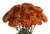 Bronze Football Chrysanthemum – bulk wholesale flowers Arizona Flower Market