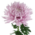 Lavender Football Chrysanthemum – bulk wholesale flowers Arizona Flower Market