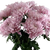 Lavender Football Chrysanthemum – bulk wholesale flowers Arizona Flower Market