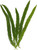 Foxtail Grass – Bulk Filler – Phoenix Arizona