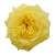Yellow Garden Rose – Bulk Flower – Phoenix Arizona Yellow Garden Rose – Bulk Flower – Phoenix Arizona