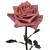 Barista Rose – Bulk Flower – Phoenix Arizona