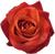 Coffee Break Rose – Bulk Flower – Phoenix Arizona