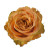 Copper Kiss Rose – Bulk Flower – Phoenix Arizona