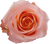 Coral Rose – Bulk Flower – Phoenix Arizona