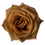 Toffee Rose – Bulk Flower – Phoenix Arizona