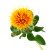 Safflower – Bulk Flower – Phoenix Arizona