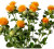 Safflower – Bulk Flower – Phoenix Arizona