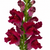 Close-up of burgundy snapdragon blooms