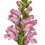 Close-up of lavender snapdragon blooms