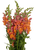 Orange Snapdragon – Bulk Flower Bunch – Phoenix Arizona