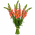 Bunch of orange snapdragons available as bulk flowers