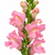 Close-up of light pink snapdragon blooms