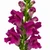 Close-up of deep purple snapdragon blooms