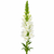 White snapdragon stem with tall white flower spike