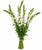 Bunch of fresh white snapdragons with long green stems