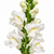 Close-up of white snapdragon blooms and flower spike