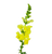 Yellow Snapdragon Bulk Flower Stems – Arizona Flower Market Phoenix