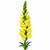 Yellow snapdragon stem with bright yellow blooms