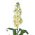 Cream Stock Flower Stems – Bulk Fresh Flowers – Phoenix Arizona