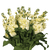 Cream Stock Flower Stems – Bulk Fresh Flowers – Phoenix Arizona