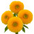 Teddy Bear Sunflower Stems – Bulk Yellow Pom-Pom Flowers – Phoenix Arizona