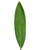 Green Ti Leaf – Bulk Tropical Foliage – Phoenix Arizona