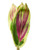Rainbow Ti Leaf – Multicolor Tropical Foliage – Phoenix Arizona