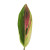 Rainbow Ti Leaf – Multicolor Tropical Foliage – Phoenix Arizona