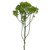 Green Trachelium – Bulk Filler Flower – Phoenix Arizona