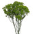 Green Trachelium – Bulk Filler Flower – Phoenix Arizona