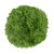 Green Trachelium – Bulk Filler Flower – Phoenix Arizona