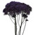 Purple Trachelium – Bulk Filler Flower – Phoenix Arizona