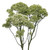 White Trachelium – Bulk Filler Flower – Phoenix Arizona