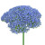 Blue Trachelium – Bulk Filler Flower – Phoenix Arizona
