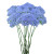 Blue Trachelium – Bulk Filler Flower – Phoenix Arizona